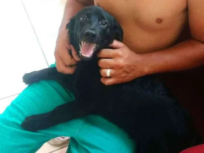 Cachorro ra a Fila idade 2 a 6 meses nome Bob