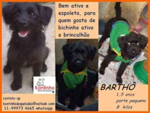 Cachorro raça  idade 1 ano nome Barthô 