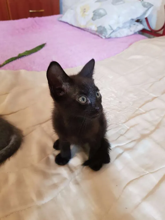 Gato ra a --- idade 2 a 6 meses nome Nao possui