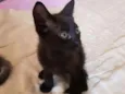 Nao possui