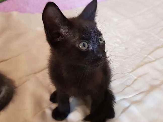 Gato ra a --- idade 2 a 6 meses nome Nao possui