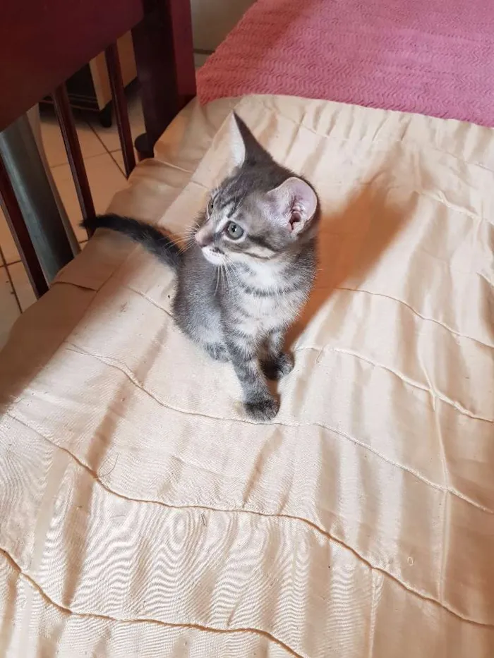 Gato ra a --- idade 2 a 6 meses nome Nao possui