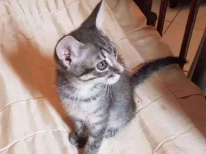 Gato raça --- idade 2 a 6 meses nome Nao possui