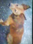 raposa