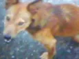 raposa