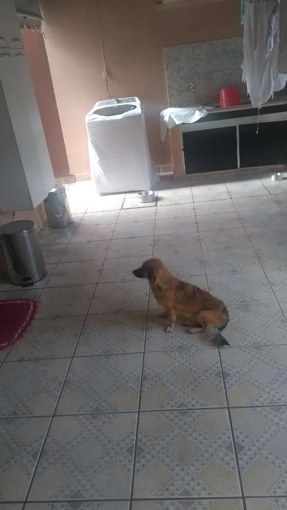 Cachorro ra a Sem raça definida idade 1 ano nome Skay