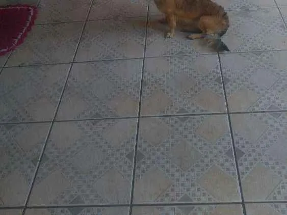 Cachorro ra a Sem raça definida idade 1 ano nome Skay