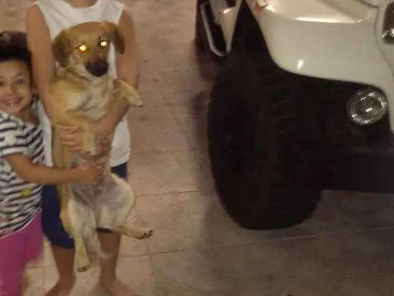 Cachorro ra a Sem raça definida idade 1 ano nome Skay