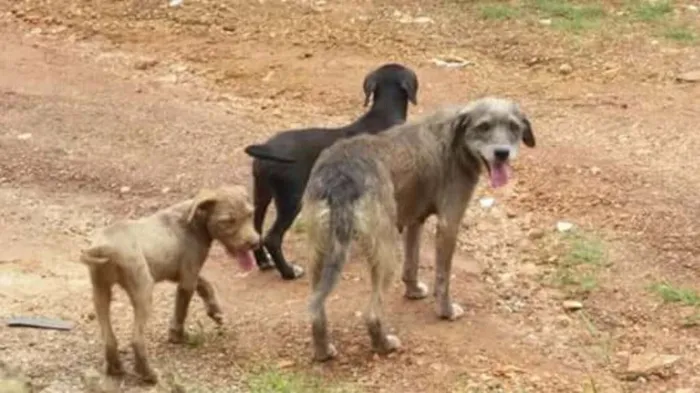 Cachorro ra a  Misturando com Vira lata idade  nome Nao tem nome