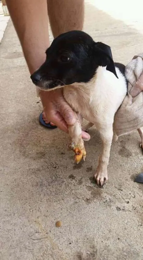 Cachorro ra a  Misturando com Vira lata idade  nome Nao tem nome