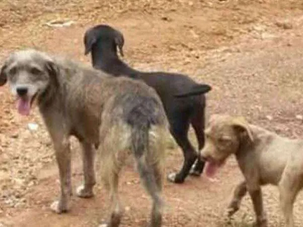 Cachorro ra a  Misturando com Vira lata idade  nome Nao tem nome