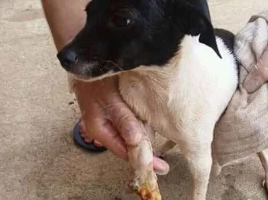 Cachorro ra a  Misturando com Vira lata idade  nome Nao tem nome