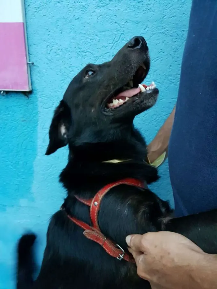 Cachorro ra a VL idade 1 ano nome Negão 