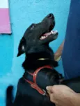 Negão