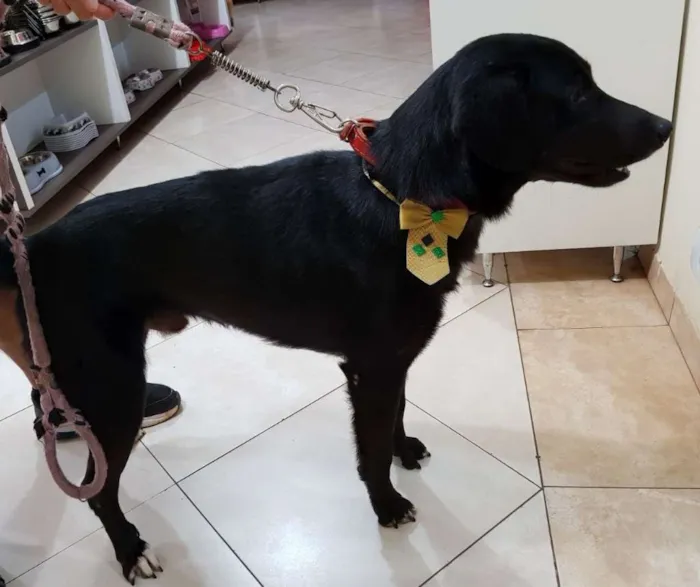 Cachorro ra a VL idade 1 ano nome Negão 