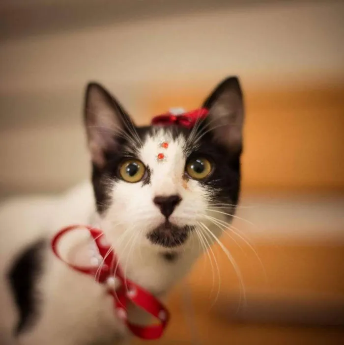 Gato ra a Srd idade 7 a 11 meses nome Sem nome