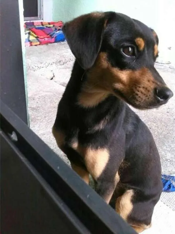 Cachorro ra a Não sei idade 7 a 11 meses nome Luna