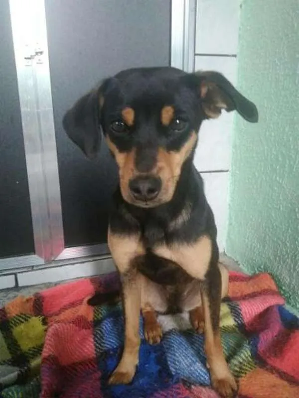 Cachorro ra a Não sei idade 7 a 11 meses nome Luna