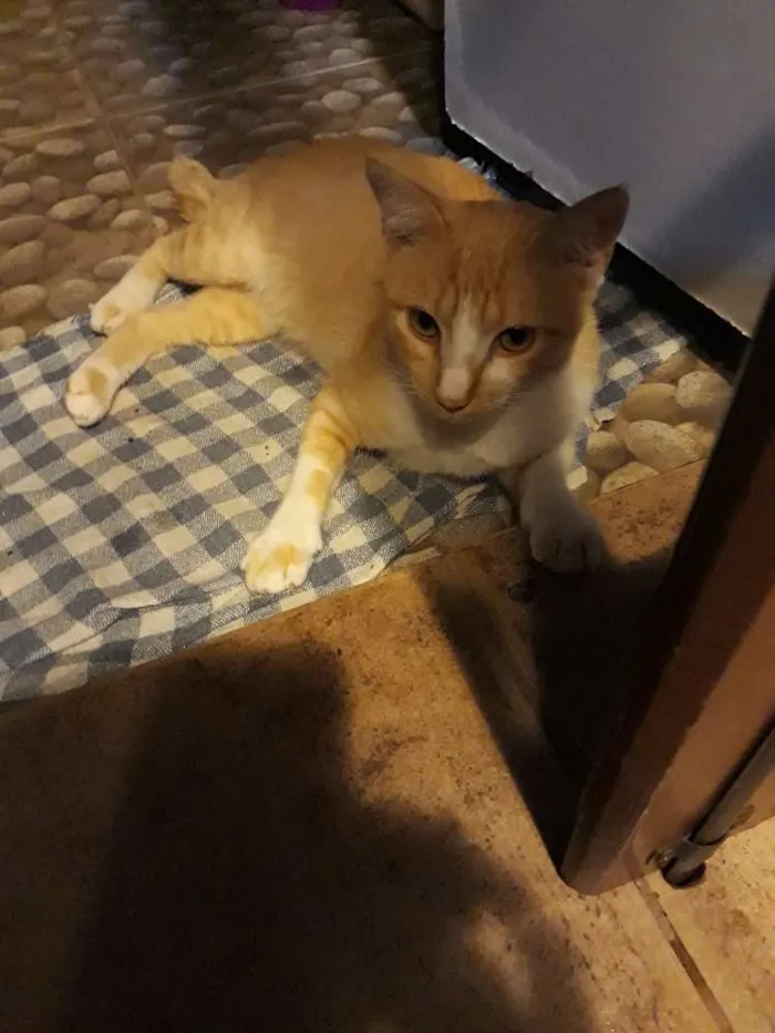 Gato ra a Srd idade 7 a 11 meses nome ?