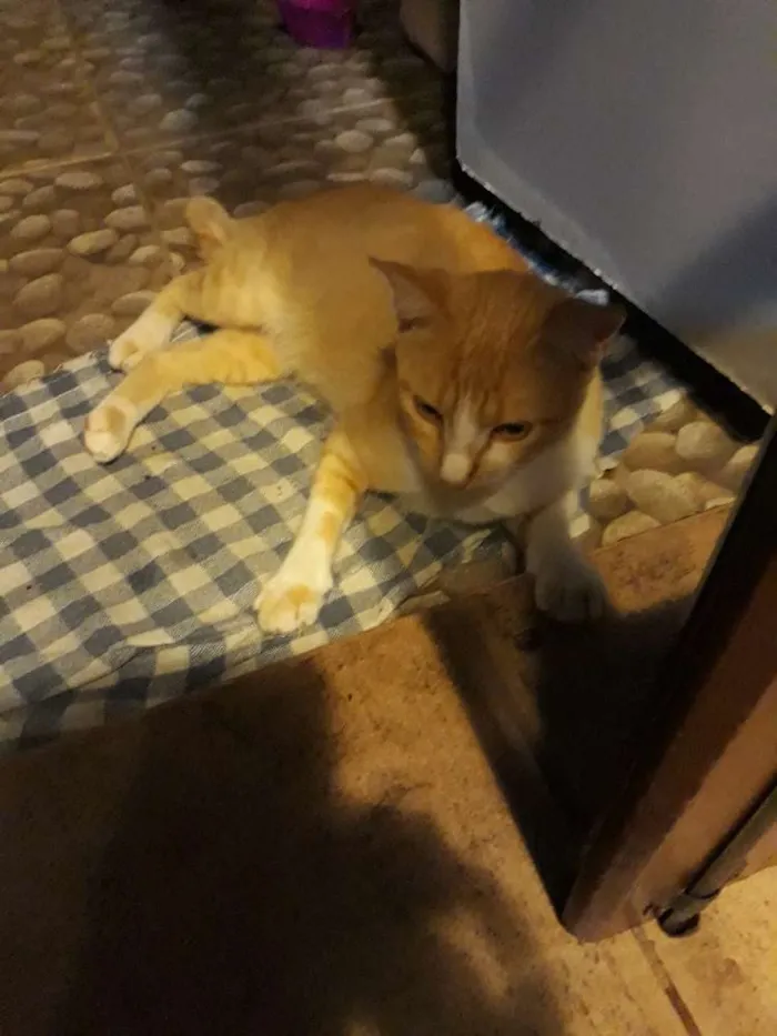 Gato ra a Srd idade 7 a 11 meses nome ?