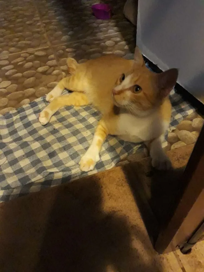 Gato ra a Srd idade 7 a 11 meses nome ?