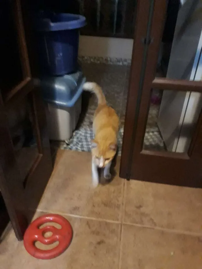 Gato ra a Srd idade 7 a 11 meses nome ?