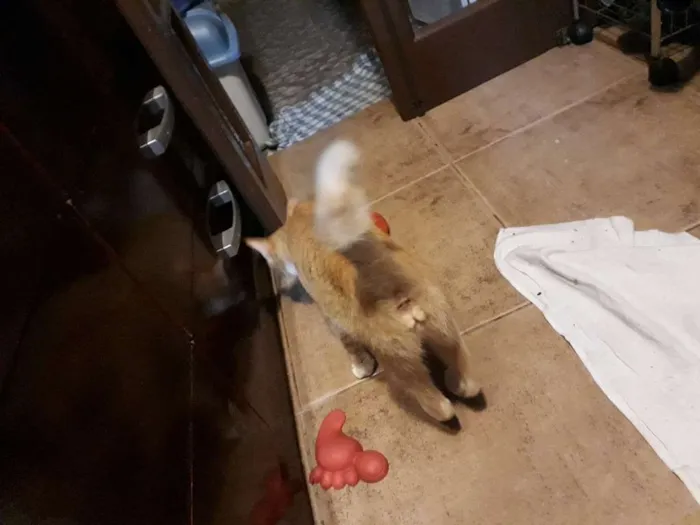 Gato ra a Srd idade 7 a 11 meses nome ?