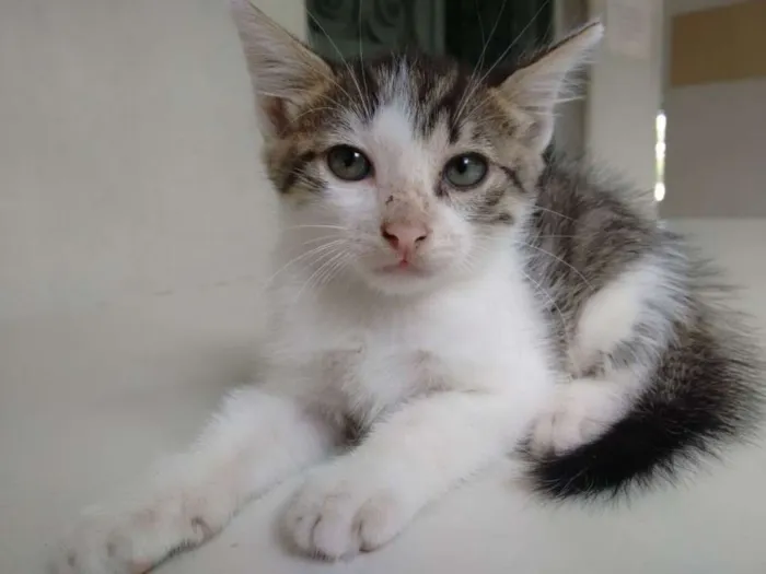 Gato ra a SRD idade 2 a 6 meses nome Sem nome 