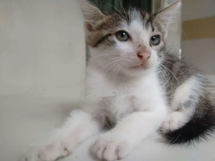 Gato ra a SRD idade 2 a 6 meses nome Sem nome 