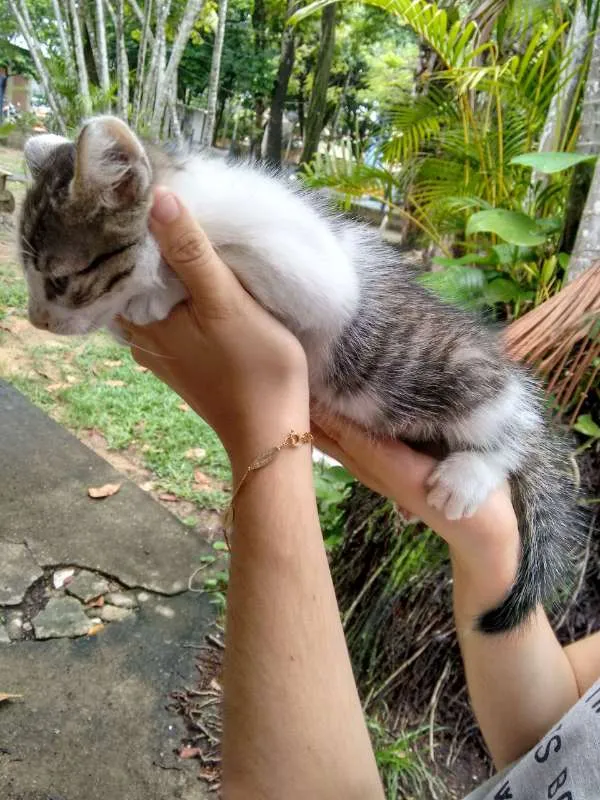 Gato ra a SRD idade 2 a 6 meses nome Sem nome 