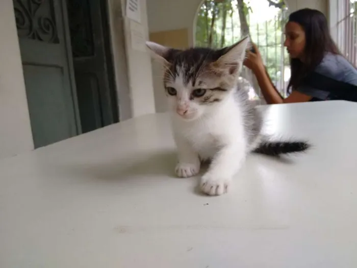 Gato ra a SRD idade 2 a 6 meses nome Sem nome 