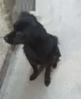 Cachorro raça SRD idade 3 anos nome Yuri