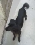 Cachorro raça SRD idade 3 anos nome Yuri