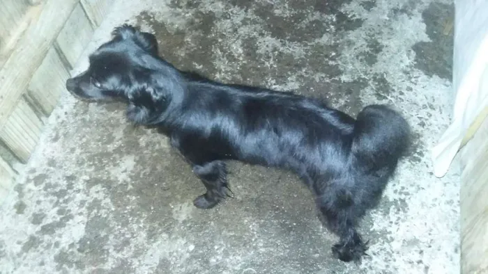 Cachorro raça SRD idade 3 anos nome Yuri