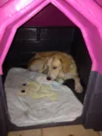 Simba