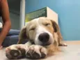 Simba