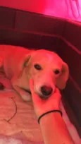 Simba