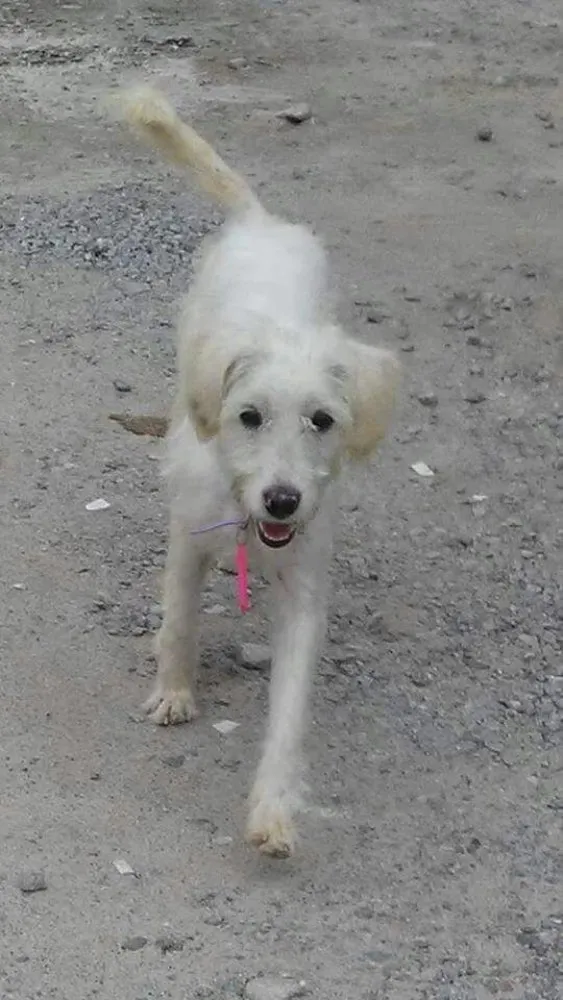 Cachorro ra a Poodle (mestiça) idade 1 ano nome Babi