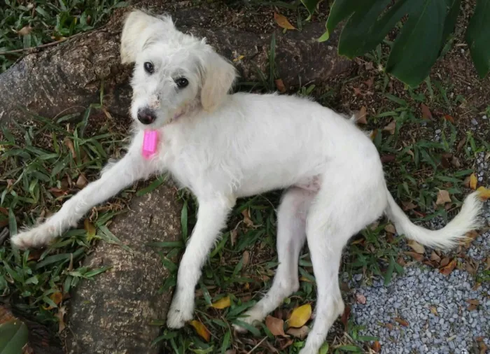Cachorro ra a Poodle (mestiça) idade 1 ano nome Babi