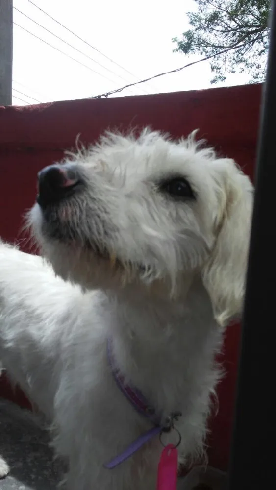Cachorro ra a Poodle (mestiça) idade 1 ano nome Babi