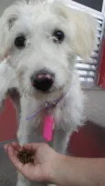 Babi