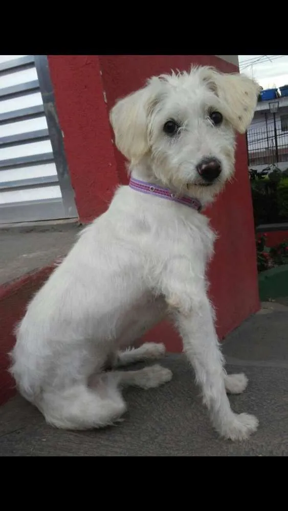 Cachorro ra a Poodle (mestiça) idade 1 ano nome Babi