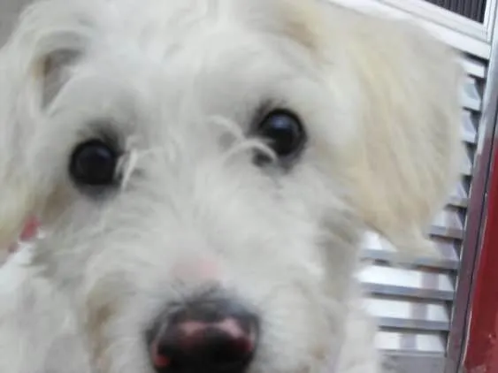 Cachorro ra a Poodle (mestiça) idade 1 ano nome Babi