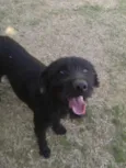Dalila 