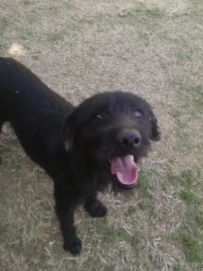 Cachorro ra a SRD estopinha  idade 4 anos nome Dalila 
