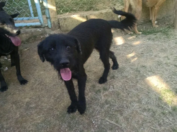 Cachorro ra a SRD estopinha  idade 4 anos nome Dalila 