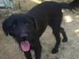 Dalila 