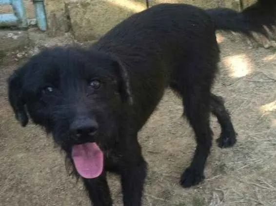Cachorro ra a SRD estopinha  idade 4 anos nome Dalila 