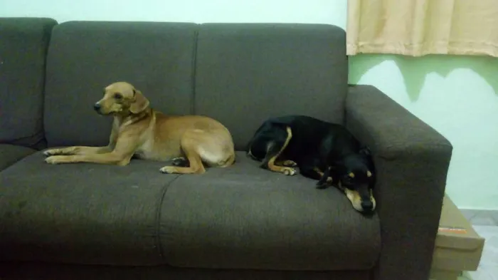 Cachorro raça Pinscher idade 2 anos nome Pretinho e Marrom