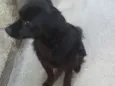 Cachorro raça SRD idade 3 anos nome Yuri